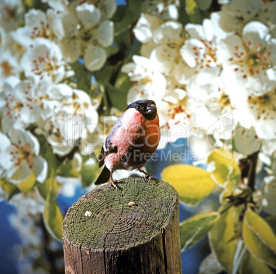 Bullfinch