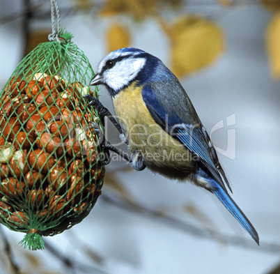 Bluetit