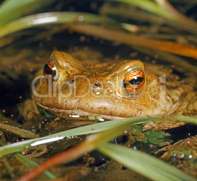 Common Toad