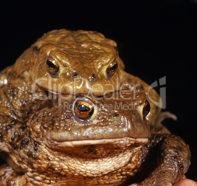 Common Toad Pair