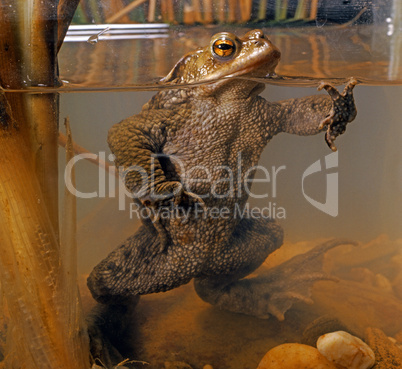 Common Toad