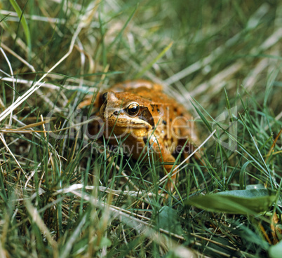 Grass Frog