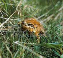 Grass Frog