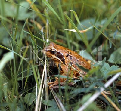 Grass Frog