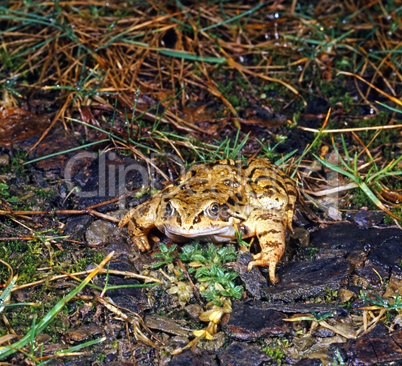 Grass Frog