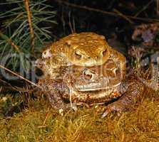 Common Toad