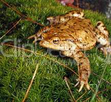 Common Toad