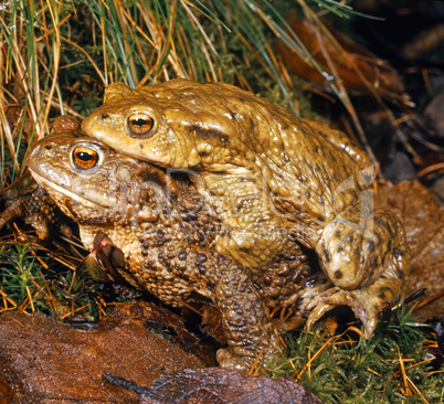 Common Toad Pair