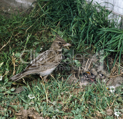 Crested Lark