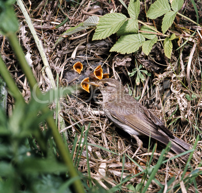 Warbler feeding