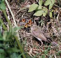 Warbler feeding