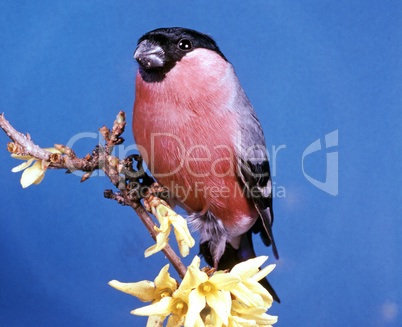 Bullfinch