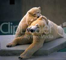 White Bear with Child