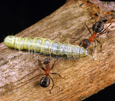 Ants with Caterpillar