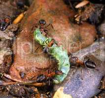 Ants with Caterpillar