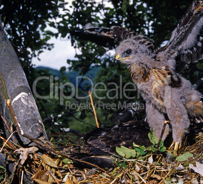 Young Buzzard