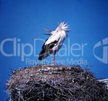 Storks Nest