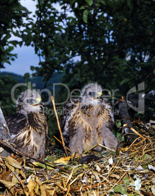 Young Buzzards