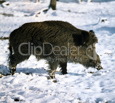 Wild Boar