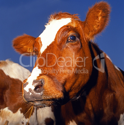 Cow