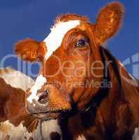 Cow