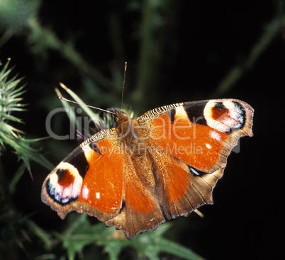 Peacock Butterly