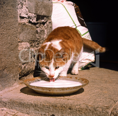 A Cat is Drinking Milk