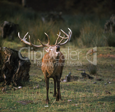 Red Deer