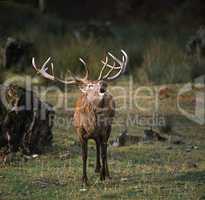 Red Deer