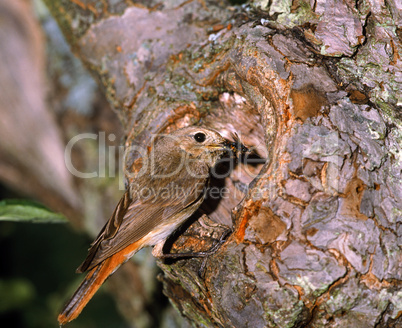 Common Redstart