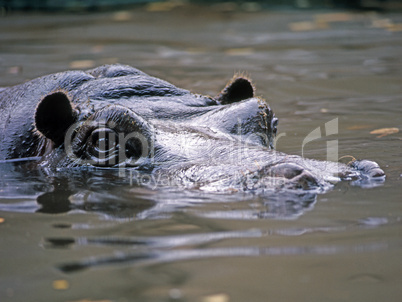 Hippopotamus