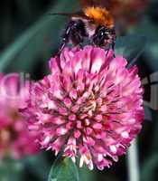 Bumblebee on a Clover Bloom