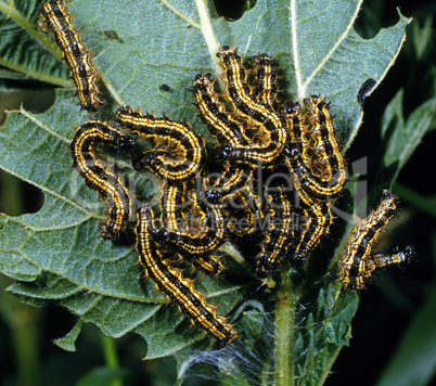 Caterpillar of the Small Tortoisesh