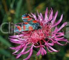 Burnet Moth