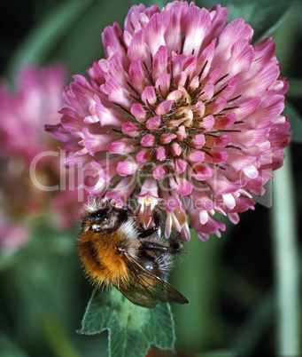 Bumblebee on a Clover Bloom