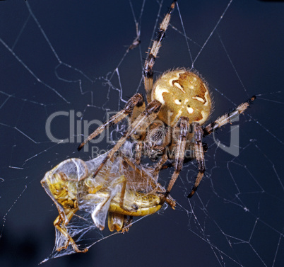 Spider with Booties