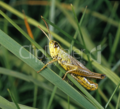 Grashopper