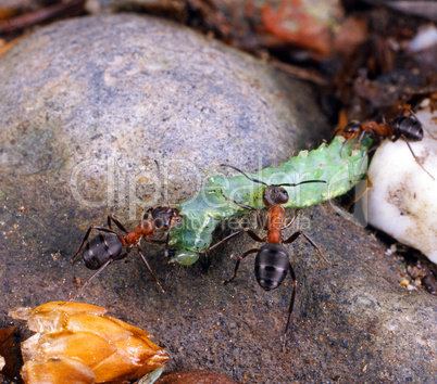 Ants with Caterpillar
