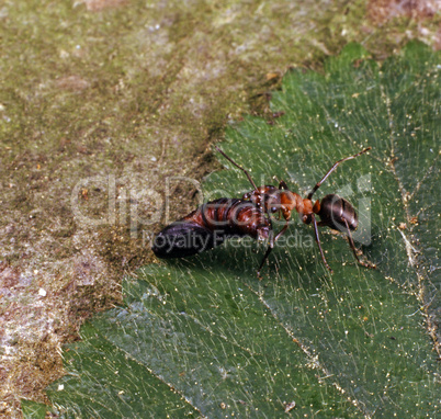 Ants with Caterpillar