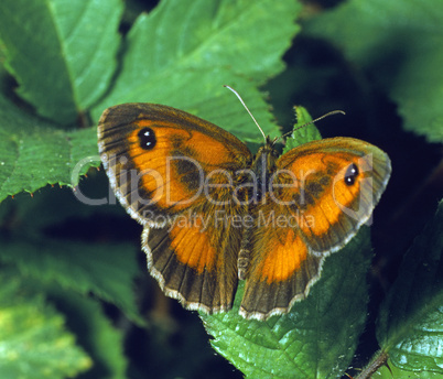 Meadow Brown Butterfly