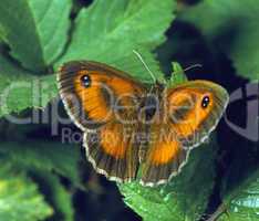 Meadow Brown Butterfly