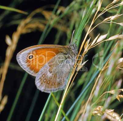 Meadow Brown