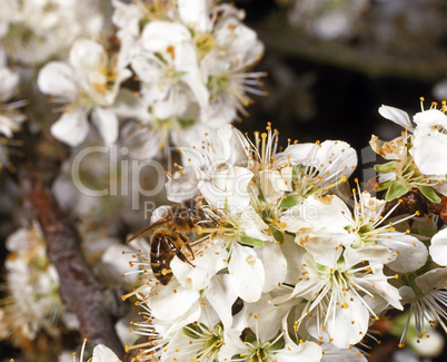 Bee on a Cherry Tree Blossom