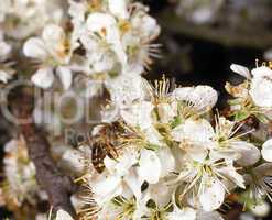 Bee on a Cherry Tree Blossom