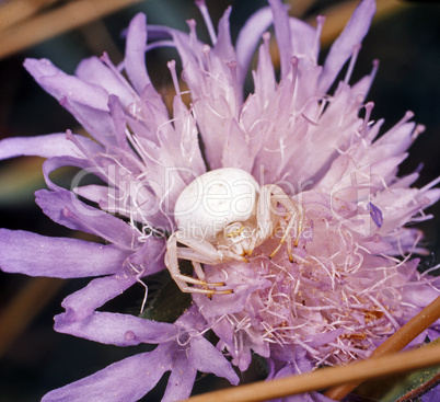 Misumena Vatia