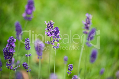 Lavendel