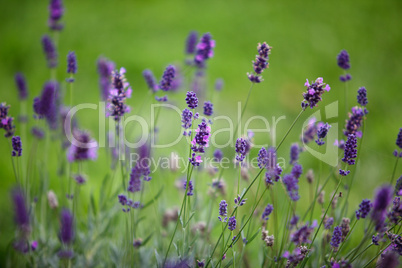 Lavendel