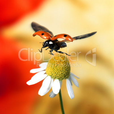 Ladybird landing on a Camomile