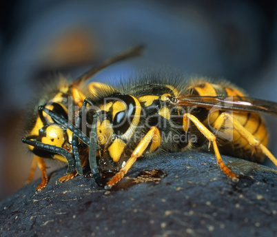 Wasp sucking