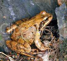 Grass Frog